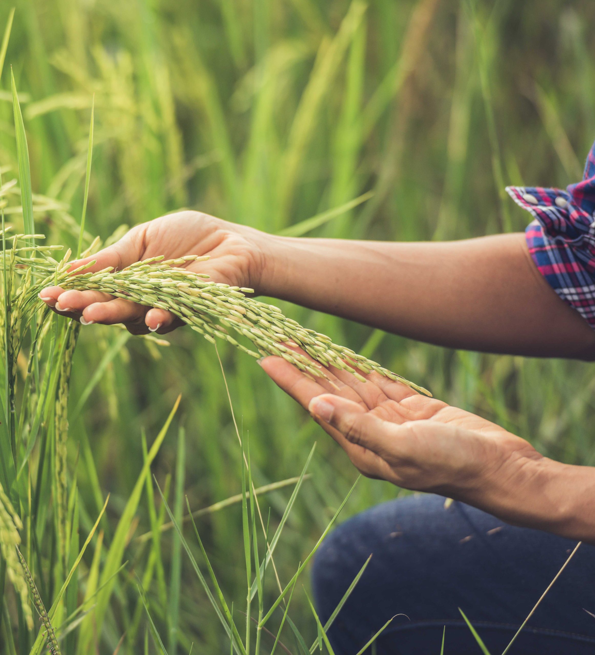 farmer-holds-rice-hand